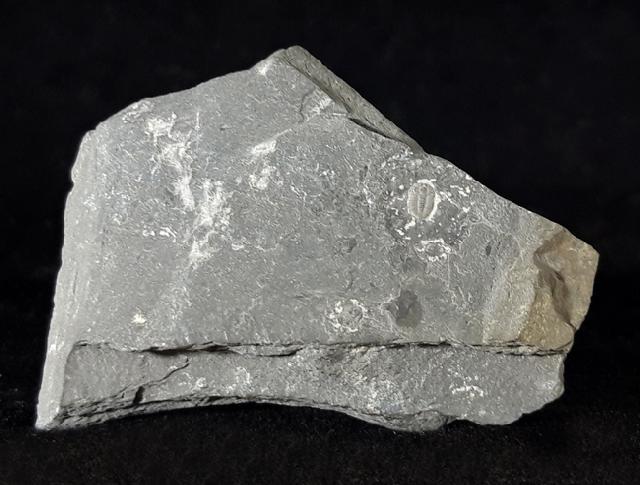 ? Changaspis elongata LEE in CHIEN 1961  - Bild © FossNet FossilienStore